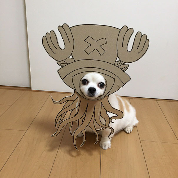 dog-costume-cardboard-cutouts-myouonnin-22-580f541882705__605