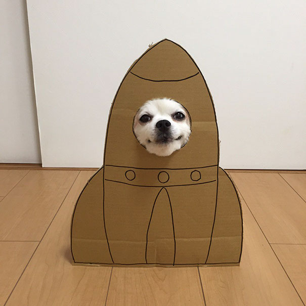 dog-costume-cardboard-cutouts-myouonnin-31-580f542f18466__605