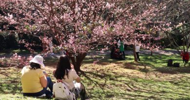 53ª Festa da Cerejeira acontece no final de julho